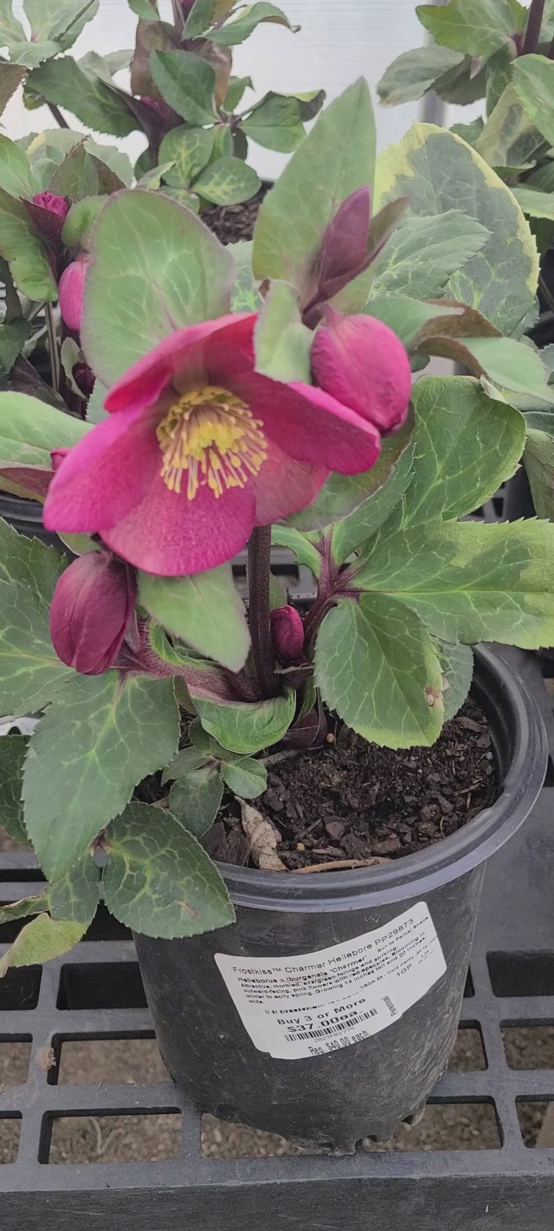 FrostKiss™ Charmer Hellebore