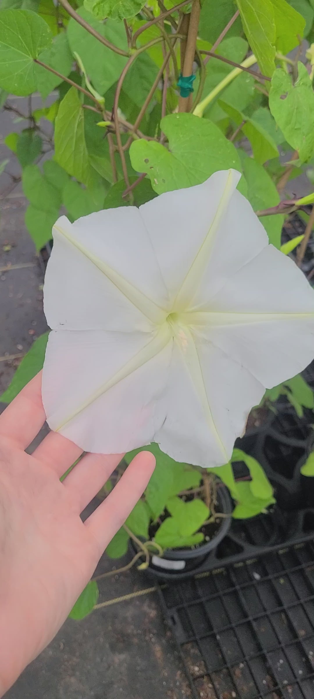 Moon Flower Morning Glory Vine