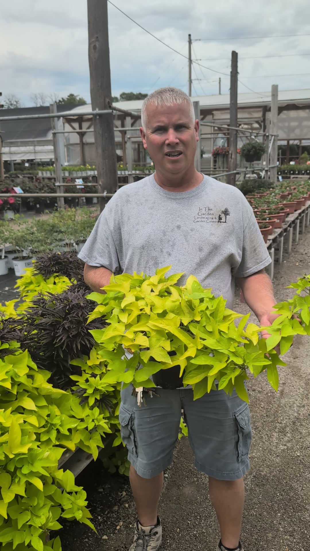 Sweet Potato Vine 1 Gal. Pot
