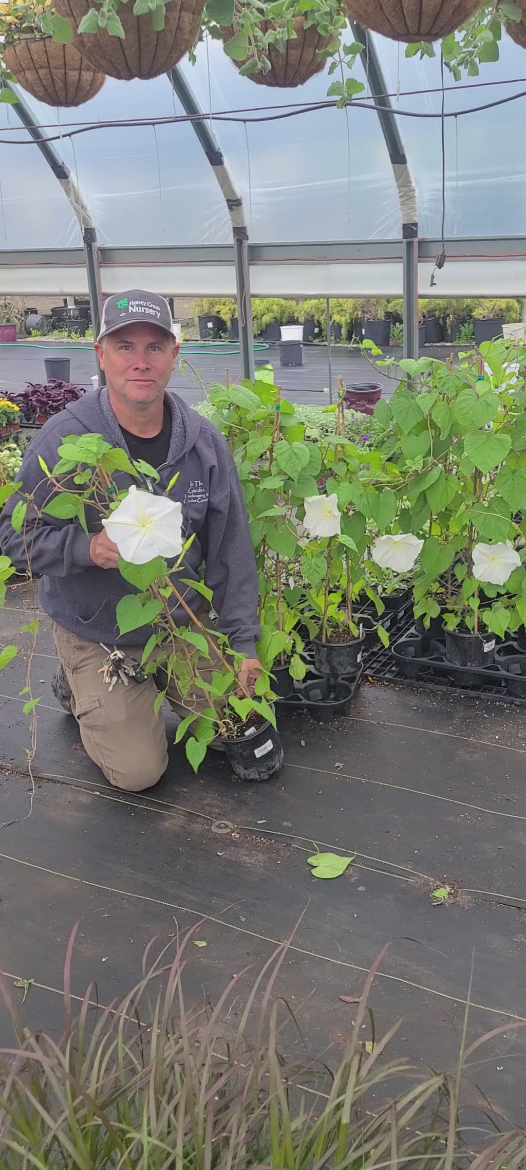 Moon Flower Morning Glory Vine