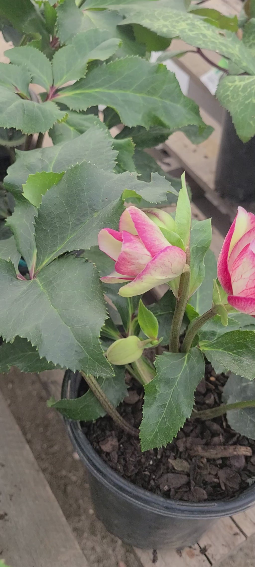 HGC® Ice Breaker® Bonny Hellebore