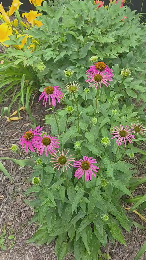 Magnus Purple Coneflower