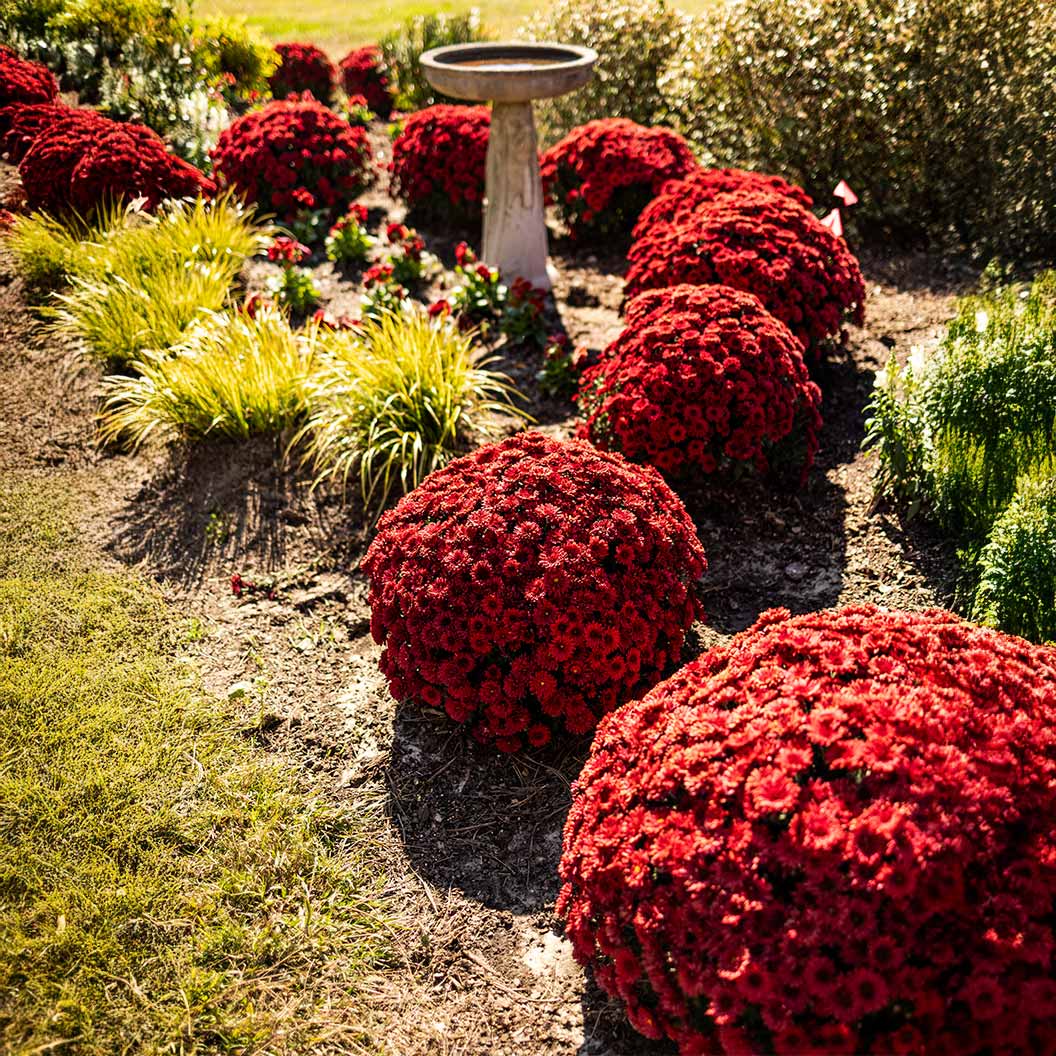 Monster Mums