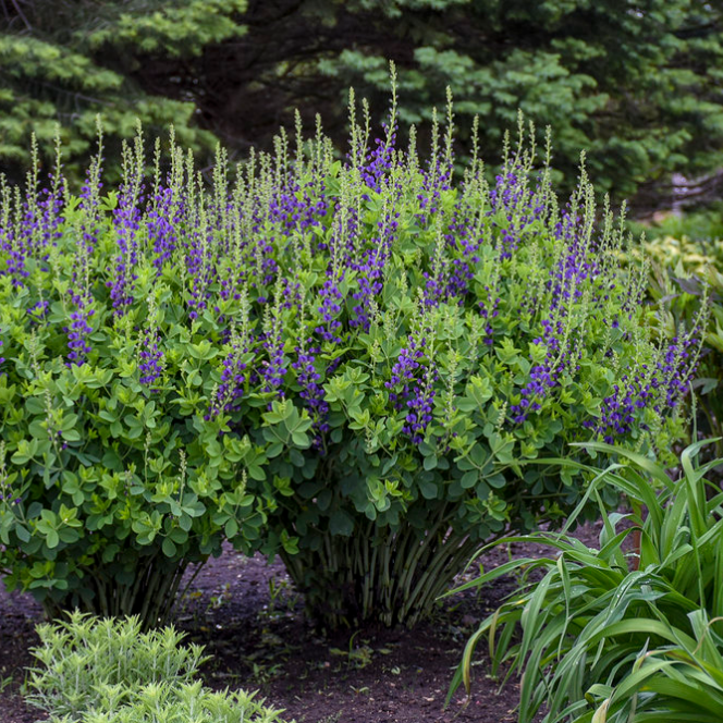 Decadence® Sparkling Sapphires Baptisia