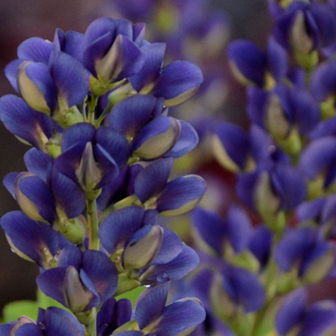 Decadence® Sparkling Sapphires Baptisia