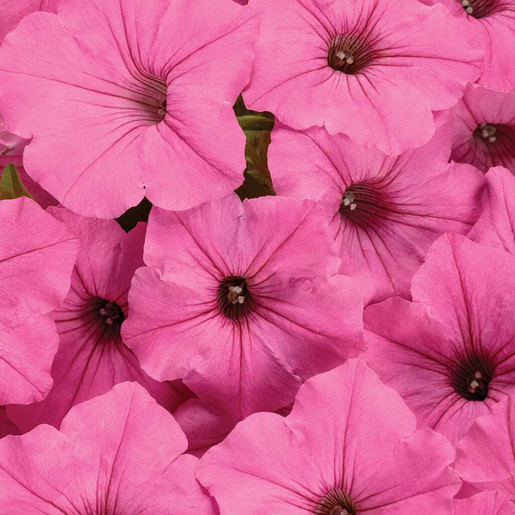 Supertunia Vista® Bubblegum® Petunia